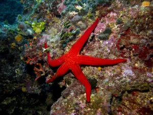 France-Nature-Animal-Sea