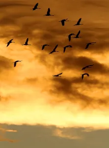 <b class=qtipBold><figcaption>France-Nature-Animals-Birds</figcaption></b><br>Cranes fly at dawn over the Der artificial lake in eastern France, where thousands of migratory birds stopover while heading back to Spain. The largest artificial lake in Europe was created in 1974 and provides a safe haven for migratory birds to spend a night away from predators. PHOTO AFP / FRANCOIS NASCIMBENI / AFP PHOTO / FRANCOIS NASCIMBENI<br><em>© Copyright Agence France-Presse (AFP) - All Rights Reserved</em> France-Nature-Animals-Birds