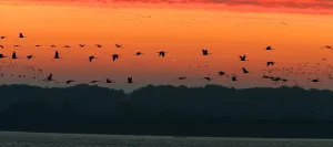 <b class=qtipBold><figcaption>France-Nature-Animals-Birds</figcaption></b><br>Cranes fly at dawn over the Der artificial lake in eastern France, where thousands of migratory birds stopover while heading back to Spain. The largest artificial lake in Europe was created in 1974 and provides a safe haven for migratory birds. AFP PHOTO / FRANCOIS NASCIMBENI<br><em>© Copyright Agence France-Presse (AFP) - All Rights Reserved</em> France-Nature-Animals-Birds