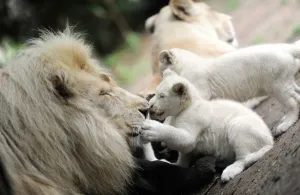 France-Nature-Animals-Lion