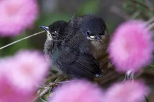 <b class=qtipBold><figcaption>France-Nature-Birds</figcaption></b><br>Bird chicks perch on a tree branch in Nice, southeastern France, on April 27, 2016. / AFP PHOTO / VALERY HACHE<br><em>© Copyright Agence France-Presse (AFP) - All Rights Reserved</em> France-Nature-Birds