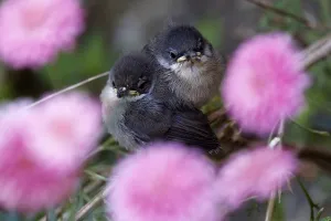 <b class=qtipBold><figcaption>France-Nature-Birds</figcaption></b><br>Bird chicks perch on a tree branch in Nice, southeastern France, on April 27, 2016. / AFP PHOTO / VALERY HACHE<br><em>© Copyright Agence France-Presse (AFP) - All Rights Reserved</em> France-Nature-Birds
