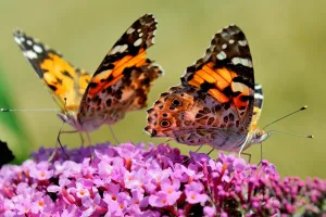 Colour Prints: France-Nature-Butterfly