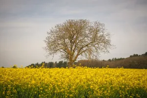Agriculture Prints: France-Nature-Feature