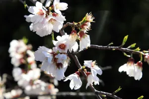 France Prints: France - Nature - Mountains - Almond Tree Flowers