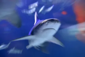 Nature Prints: France-Nature-Sea-Animals-Feature