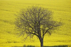 Yellow Colour Cast Prints: France-Nature-Tree