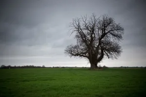 <b class=qtipBold><figcaption>France-Nature-Tree-Feature</figcaption></b><br>A picture taken on March 18, 2017 shows an old tree near Loches, central France. / AFP PHOTO / GUILLAUME SOUVANT<br><em>© Copyright Agence France-Presse (AFP) - All Rights Reserved</em> France-Nature-Tree-Feature
