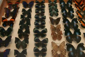 France-Paris-Shop-Butterflies France-Paris-Shop-Butterflies