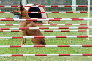 <b class=qtipBold><figcaption>France-Police-Gendarmerie-Dog</figcaption></b><br>A police dog takes part in an exercice at the National Police Dog Training Centre of the French Gendarmerie (CNICG - Centre national d'instruction cynophile de la gendarmerie) on May 12, 2016 in Gramat, southern France. / AFP PHOTO / REMY GABALDA<br><em>© Copyright Agence France-Presse (AFP) - All Rights Reserved</em> France-Police-Gendarmerie-Dog