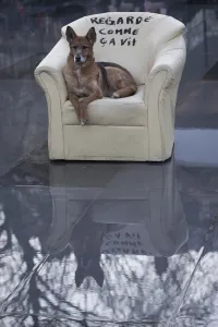 <b class=qtipBold><figcaption>France-Politics-Dog</figcaption></b><br>A dog sits on an armchair on the Place de la Republique during the "Nuit Debout" (Up All Night) movement in Paris. The inscription reads : "Watch how it lives". / AFP PHOTO / JOEL SAGET<br><em>© Copyright Agence France-Presse (AFP) - All Rights Reserved</em> France-Politics-Dog