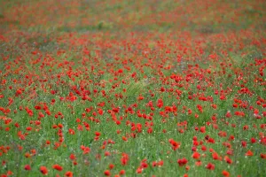 Nature Prints: France-Poppy-Nature-Flowers