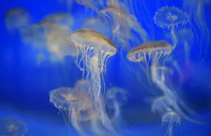 France-Sea-Animals
