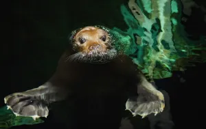 <b class=qtipBold><figcaption>France-Seal</figcaption></b><br>A bearbed seal swims on January 27, 2015 at Oceanopolis, an Ocean Discovery Park in the western French port of Brest. AFP PHOTO / FRED TANNEAU / AFP PHOTO / FRED TANNEAU<br><em>© Copyright Agence France-Presse (AFP) - All Rights Reserved</em> France-Seal