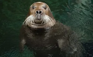 Seals And Sea Lion Prints: France-Seal