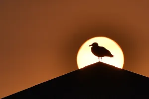 <b class=qtipBold><figcaption>France - Sunset - Bird</figcaption></b><br>A seagull is seen in silhouette in front of the sun on October 16, 2017 in Quiberon, western France, as the sky turned a yellow-ochre colour due to sand from the Sahara desert and dust from wildfires in Portugal being carried by wind from the Storm Ophelia. / AFP PHOTO / LOIC VENANCE<br><em>© Copyright Agence France-Presse (AFP) - All Rights Reserved</em> France - Sunset - Bird