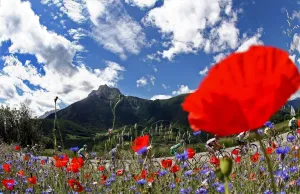 <b class=qtipBold><figcaption>France-Travel-Flowers-Cycling</figcaption></b><br>Flowers along the Tour de France cycling route in France between Gap and Valloire. AFP PHOTO FRANCK FIFE / AFP PHOTO / FRANCK FIFE<br><em>© Copyright Agence France-Presse (AFP) - All Rights Reserved</em> France-Travel-Flowers-Cycling
