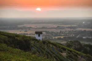 Agriculture Prints: France-Vineyard-Feature