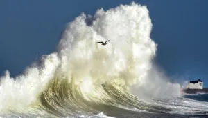 France-Weather-Wave-Bird France-Weather-Wave-Bird