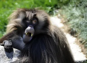 France-Zoo-Animal-Gelada Baboon