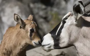 Baby Animal Prints: Gemsbok (Oryz Gazella) Chapultepec Zoo Mexico