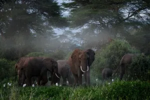 : A general view of elephants grazing after spraying sand on their bodies at Kimana