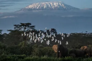 A general view of elephants grazing with a view of the snow-capped Mount Kilimanjaro in A general view of elephants grazing with a view of the snow-capped Mount Kilimanjaro in