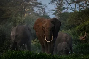 : A general view of grazing elephants at Kimana Sanctuary in Kimana, Kenya, on March 2