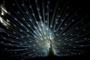 <b class=qtipBold><figcaption>Georgia-Animal-Feature</figcaption></b><br>A peacock is seen inside its enclosure at a zoo in Tbilisi on April 4, 2017. / AFP PHOTO / Vano SHLAMOV<br><em>© Copyright Agence France-Presse (AFP) - All Rights Reserved</em> Georgia-Animal-Feature