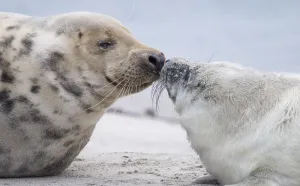 Germany-Animal-Environment-Seal Germany-Animal-Environment-Seal