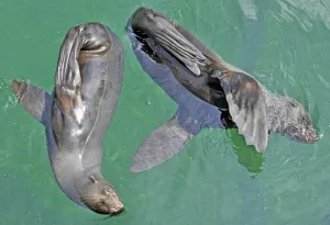 <b class=qtipBold><figcaption>Germany-Animal- Fur Seals</figcaption></b><br>Two South African Fur Seals swim in a pool in their enclosure at a zoo in Frankfurt/Main, central Germany on July 13, 2010. AFP PHOTO / BORIS ROESSLER GERMANY OUT / AFP PHOTO / DPA / BORIS ROESSLER<br><em>© Copyright Agence France-Presse (AFP) - All Rights Reserved</em> Germany-Animal- Fur Seals