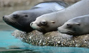 <b class=qtipBold><figcaption>Germany-Animal-Sea Lions</figcaption></b><br>Sea lions take a rest at the zoo in Wuppertal, western Germany, on April 19, 2012. In the wild, sea lions live in habitats ranging from subarctic to tropical waters, except the northern Atlantic Ocean. AFP PHOTO / PATRIK STOLLARZ / AFP PHOTO / PATRIK STOLLARZ<br><em>© Copyright Agence France-Presse (AFP) - All Rights Reserved</em> Germany-Animal-Sea Lions