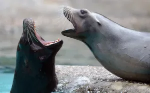 Germany-Animal-Sea Lions Germany-Animal-Sea Lions