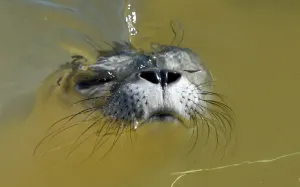 <b class=qtipBold><figcaption>Germany-Animal-Seal</figcaption></b><br>A young seal swims at the seal centre in Friedrichskoog, northen Germany on June 4, 2015. Four young seals were taken in at the center over the past few days. AFP PHOTO / DPA / CARSTEN REHDER +++ GERMANY OUT +++ / AFP PHOTO / DPA / CARSTEN REHDER<br><em>© Copyright Agence France-Presse (AFP) - All Rights Reserved</em> Germany-Animal-Seal
