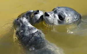 <b class=qtipBold><figcaption>Germany-Animal-Seals</figcaption></b><br>Three young seals swim at the seal centre in Friedrichskoog, northern Germany on June 4, 2015. Four young seals were taken in at the center over the past few days. AFP PHOTO / DPA / CARSTEN REHDER +++ GERMANY OUT +++ / AFP PHOTO / DPA / CARSTEN REHDER<br><em>© Copyright Agence France-Presse (AFP) - All Rights Reserved</em> Germany-Animal-Seals