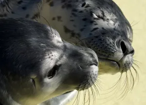 Germany-Animal-Seals