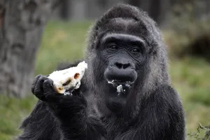 Eating Prints: Germany-Animal-Zoo-Gorilla
