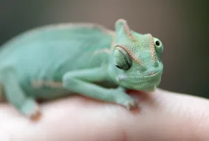 The Eyes Prints: Germany-Animals-Chameleon