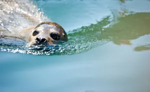 <b class=qtipBold><figcaption>Germany-Animals-Feature</figcaption></b><br>A seal swims in its enclosure in the zoo in frankfurt am Main, central Germany, on July 1, 2015. AFP PHOTO / DPA / CHRISTOPH SCHMIDT GERMANY OUT / AFP PHOTO / DPA / CHRISTOPH SCHMIDT<br><em>© Copyright Agence France-Presse (AFP) - All Rights Reserved</em> Germany-Animals-Feature