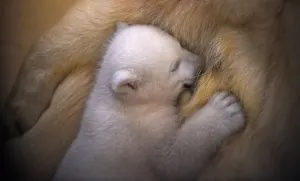 <b class=qtipBold><figcaption>Germany-Animals-Polar-Bear</figcaption></b><br>A female baby polar bear is fed by her mother on March 9, 2016 at the zoo in Bremerhaven, northwestern Germany. The baby bear was born on December 11, 2015 at the zoo. / AFP PHOTO / POOL / Carmen Jaspersen<br><em>© Copyright Agence France-Presse (AFP) - All Rights Reserved</em> Germany-Animals-Polar-Bear