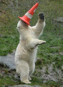 Images Dated 17th July 2016: Germany-Animals-Polar Bear