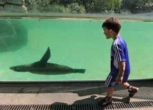 <b class=qtipBold><figcaption>Germany-Animals-Seal-Offbeat</figcaption></b><br>A young visitor runs after a seal swimming past a spectator window in Berlin's zoological garden, July 22, 2010. AFP PHOTO / ODD ANDERSEN / AFP PHOTO / ODD ANDERSEN<br><em>© Copyright Agence France-Presse (AFP) - All Rights Reserved</em> Germany-Animals-Seal-Offbeat