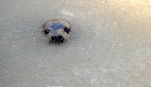 <b class=qtipBold><figcaption>Germany-Animals-Seals</figcaption></b><br>A young grey seal appears in partly frozen water at a breeding station for seals in Friedrichskoog, northern Germany, on February 9, 2012. Six grey seals are currently kept at the breeding station. AFP PHOTO / CARSTEN REHDER GERMANY OUT / AFP PHOTO / DPA / CARSTEN REHDER<br><em>© Copyright Agence France-Presse (AFP) - All Rights Reserved</em> Germany-Animals-Seals