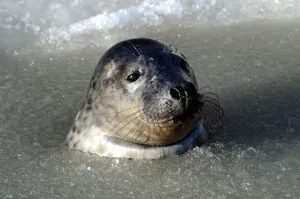 Germany-Animals-Seals Germany-Animals-Seals