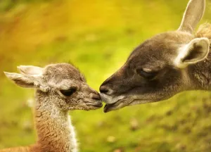 <b class=qtipBold><figcaption>Germany-Animals-Zoo-Guanaco</figcaption></b><br>A baby Guanaco is nursed by her mother Hannah (R) in their enclosure at the zoo in Berlin, November 2, 2010. The South America native Lama female calf was born in the zoo on last October 17. AFP PHOTO / ODD ANDERSEN / AFP PHOTO / ODD ANDERSEN<br><em>© Copyright Agence France-Presse (AFP) - All Rights Reserved</em> Germany-Animals-Zoo-Guanaco