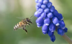 Germany-Exhibition-Horticultural-Weather