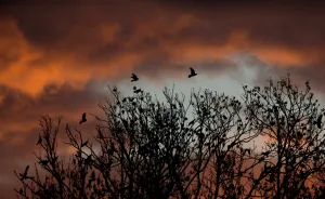 <b class=qtipBold><figcaption>Germany-Weather-Feature-Birds</figcaption></b><br>Birds fly over a tree as rising sun leaves a red glow on clouds on January 8, 2016 near Lehrte close to Hanover, central Germany. / AFP PHOTO / DPA / Julian Stratenschulte / Germany OUT<br><em>© Copyright Agence France-Presse (AFP) - All Rights Reserved</em> Germany-Weather-Feature-Birds