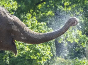 Editor's Picks: Germany-Weather-Heat-Elephant
