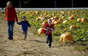 Halloween Prints: With Halloween just days away, children run through a pummpkin patch at Councell Farms in Cordova