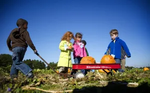 Halloween Prints: With Halloween just days away, children select pumpkins at Councell Farms in Cordova
